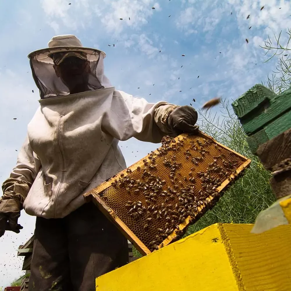 nort-beekeeper-working-on-beehive